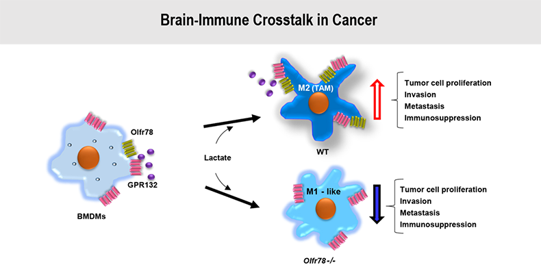Brain-immune crosstalk in cancer