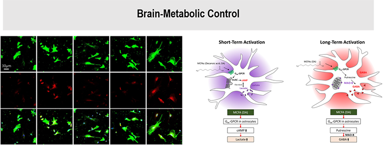 Brain-metabolic control