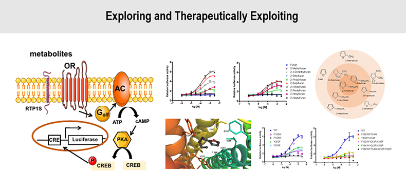 Exploring and therapeutically exploiting
